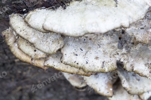 Preview: White Tree Mushrooms On An Old Trunk With Natural Background