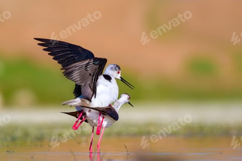 Preview: Cute Bird'S Mating. Common Water Birds. Bird; Black Winged Stilt. Himantopus Himantopus. Colorful