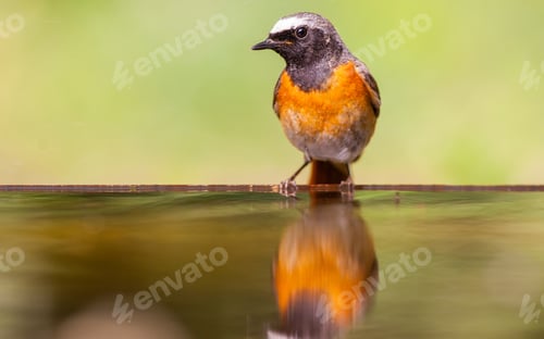 Preview: Small Bird At A Pond