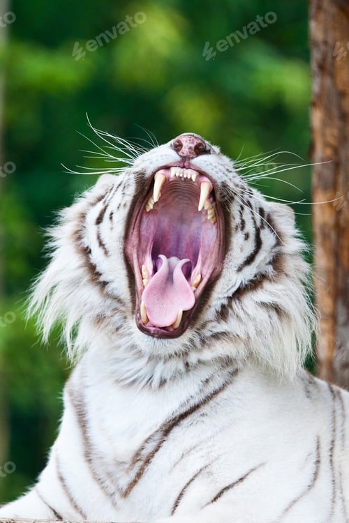 Preview: White Bengal Tiger