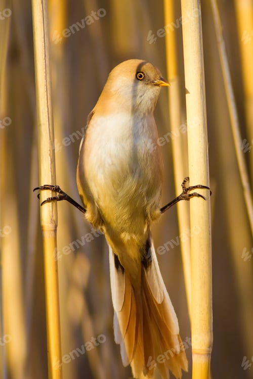 Preview: Funny Bird. Yellow Nature Background. Bearded Reedling / Panurus Biarmicus