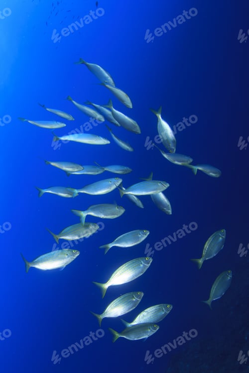 Preview: Fish School Underwater In Ocean