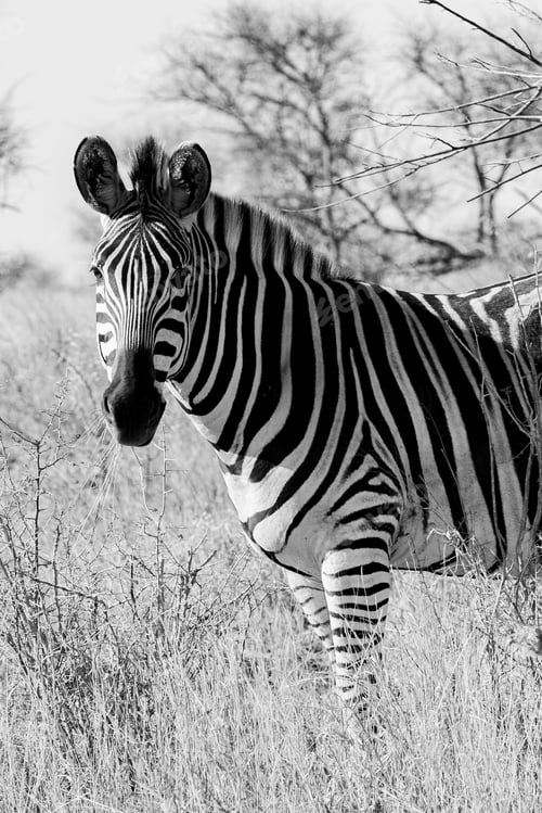 Preview: Zebras In The Kruger National Park, South Africa