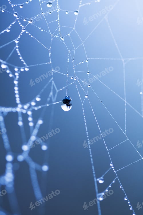 Preview: Abstract Composition From Nature, With Many Beautiful Water Drops On Spiderwebs