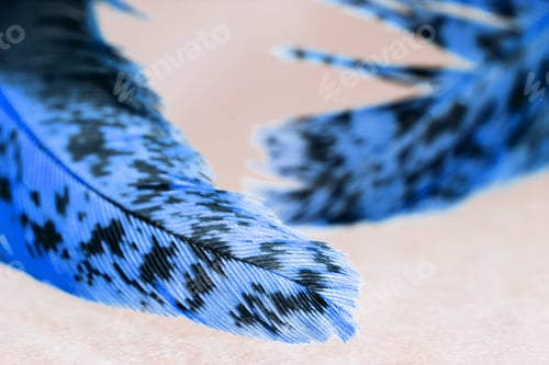 Preview: Colorful Hen Feather With Details And Reflexions