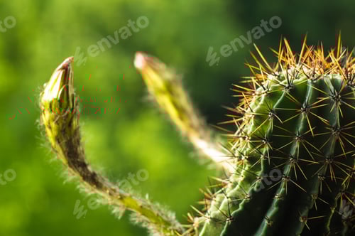 Preview: Blooming Cactus with Spines in Natural Light