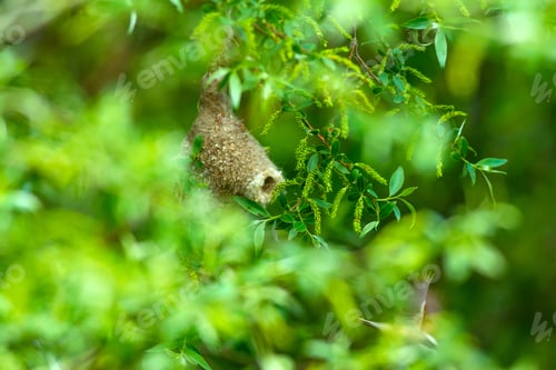 Preview: Cute Bird. Eurasian Penduline Tit. Bird Nest. Green Nature Background. Tree: Willow Tree.