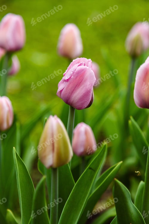 Preview: Beautiful Tulips In The Garden. Growing Of Bulbous Plants. Varieties Of Dutch Tulip Breeding Is