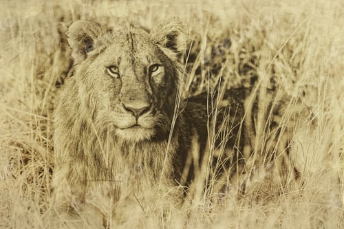 Preview: Vanishing Africa: Vintage Style Image Of An African Lion In The Maasai Mara National Park, Kenya