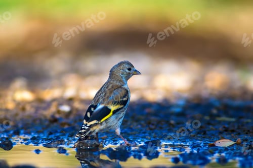 Preview: Cute Bird Goldfinch. Nature Background. European Goldfinch / Carduelis Carduelis