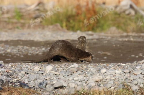 Preview: River Otter Yellowstone N.P., Wyoming
