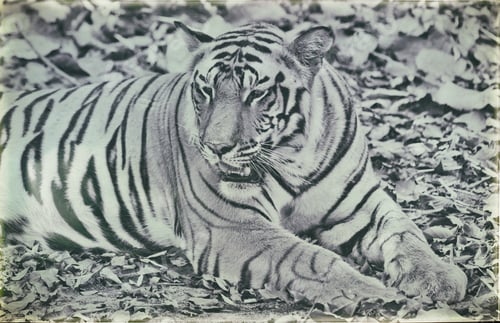 Preview: Vanishing Indian Wildlife: Vintage Style Image Of A Large Male Bengal Tiger In Bandhavgarh National