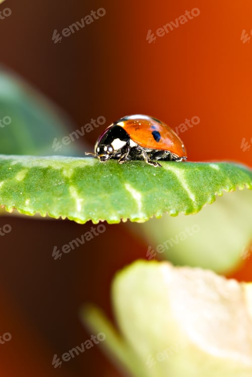 Preview: Cute Red Ladybird. Green Red Nature Background. Macro Photography.