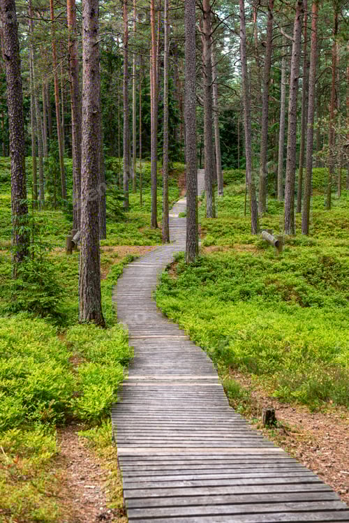 Preview: Sunny Summer Hiking Trail Footpath In The Woods For Tourists With Green Foliage