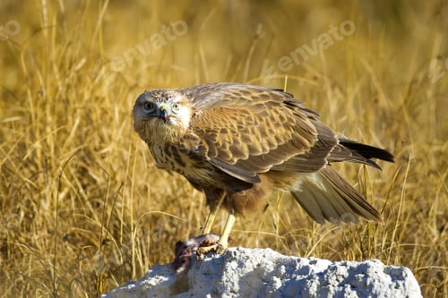 Preview: Bird Of Prey. Buzzard And Its Hunt Least Weasel. Yellow Nature Habitat Background. Bird: Long