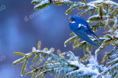 Preview: Winter Nature And Bird. Nature Background. Swallow.