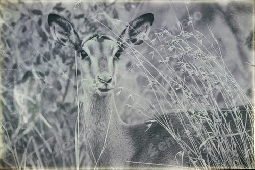 Preview: Vintage Style Image Of A Female Impala Antelope In The Etosha National Park, Namibia