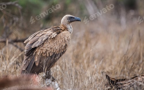 Vorschau: Geier im Etosha-Nationalpark, Namibia