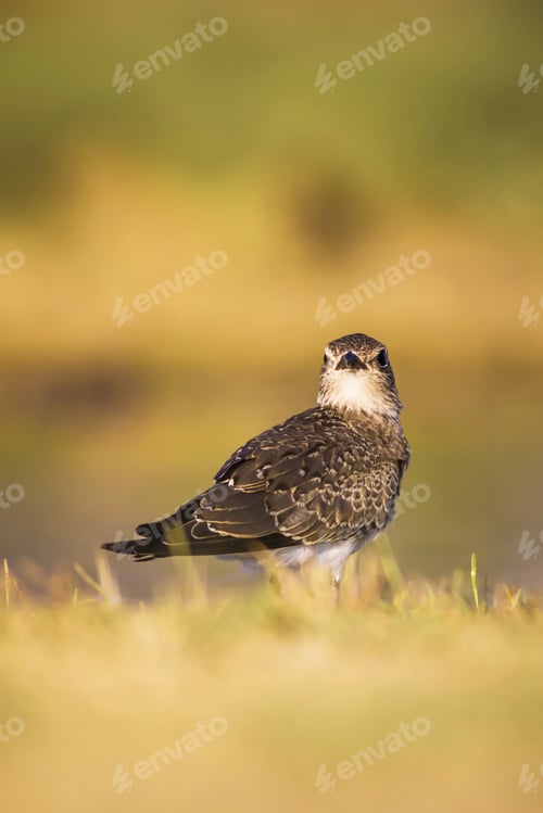 Preview: Cute Bird Pratincole And Green Yellow Nature Background. Collared Pratincole. Glareola Pratincola