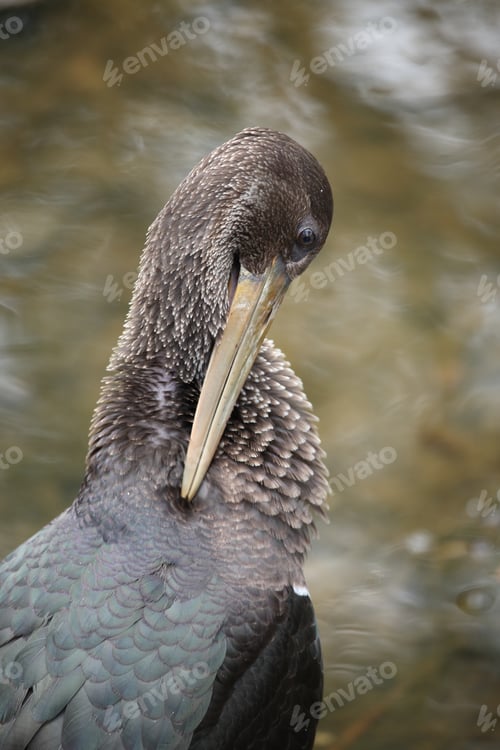 Preview: Young Black Stork (Ciconia Nigra) Saxony Germany