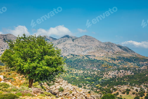 Preview: Olive Fields On Crete Island In Greece, Cretan Landscape