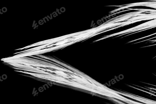 Preview: Guinea Hen Feather With Dark Background