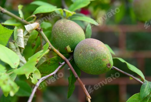 Preview: Chaenomeles Japonica (Japanese Flowering Quince) Branches With Ripening Fruits