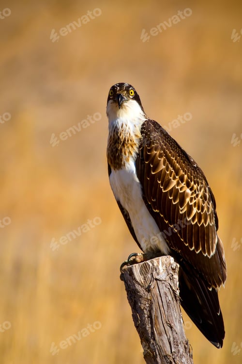 Preview: Osprey. Yellow Nature Background.