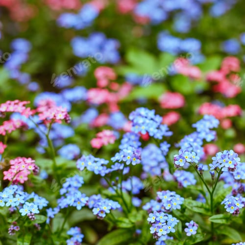 Preview: Blue And Pink Forget-Me-Not Flowers In Spring Garden