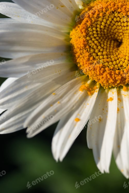 Preview: Blooming Camomile, Beautiful Nature Scene, Summer Background, Selective Focus, Macro Photo