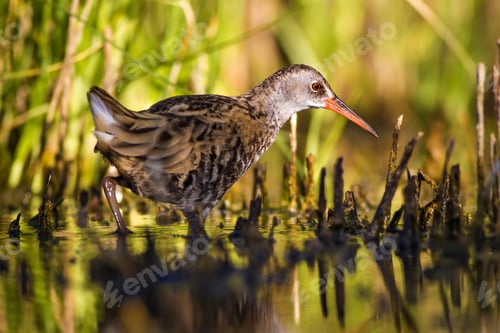 Preview: Nature And Water Bird. Green Nature Habitat Background. Bird: Water Rail. Rallus Aquaticus.
