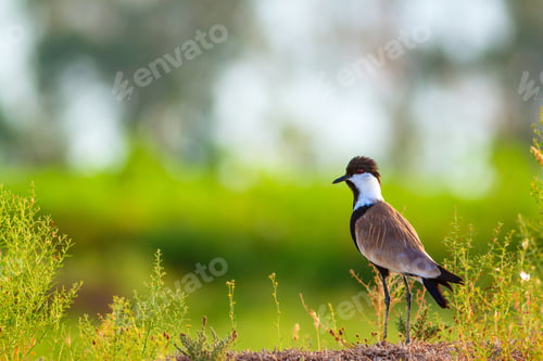 Preview: Cute Bird Spur Winged Lapwing. Green Nature Background.