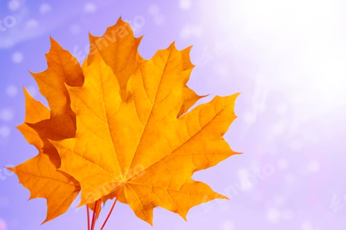 Preview: Autumn Landscape With Bright Colorful Leaves. Indian Summer.