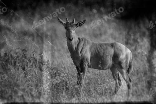 Preview: Vanishing Africa: Vintage Style Image Of A Topi Antelope In The Serengeti National Park, Great Rift