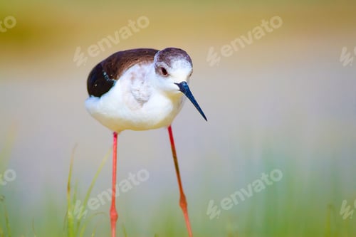 Preview: Water And Bird. Cute Waterfowl. Natural Background. Black Winged Stilt