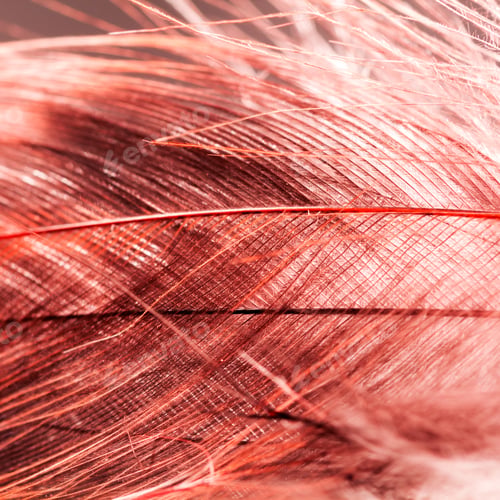 Preview: Colorful Rooster Feather With Details And Reflexions