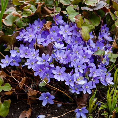 Preview: Garden Hepatics Anemone Hepatica (Common Hepatica, Liverwort, Kidneywort, Pennywort) In Early