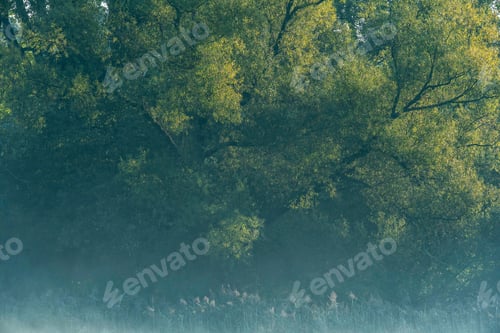Preview: Summer Deciduous Forest On Misty Morning.