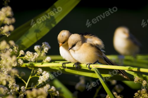 Preview: Cute Birds. Green Nature Background. Bearded Reedling / Panurus Biarmicus
