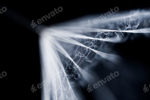 Preview: Dandelion Seeds With Details