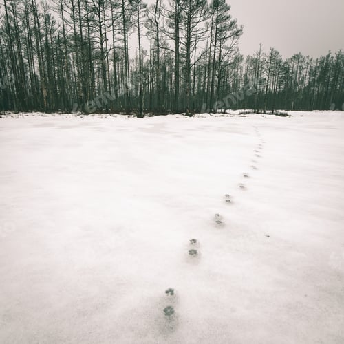 Preview: Winter Rural Scene With Fog And White Fields And Frost. Latvia - Instant Vintage Square Photo