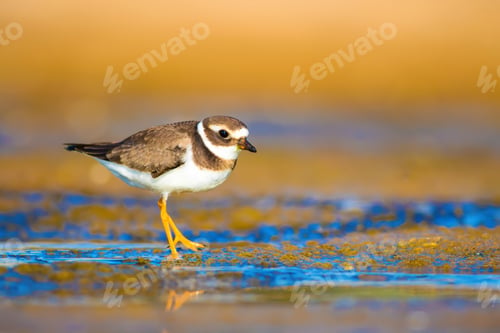 Preview: Cute Little Bird. Nature Background. Common Ringed Plover