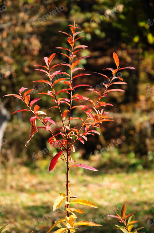 Preview: Young Tree In Autumn Colors