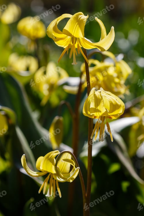 Preview: Yellow Flowers Of Erythronium In The Spring Garden.Perennial Herbaceous Bulbous Plant, Genus Of The