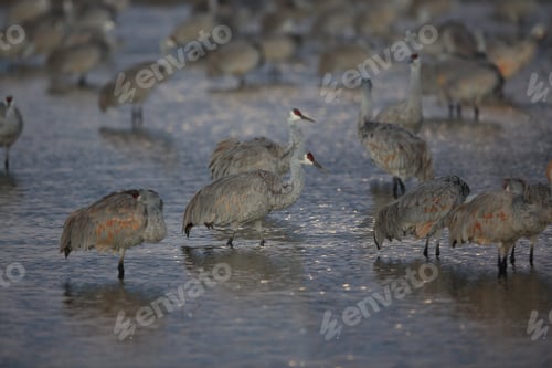 Preview: Sandhill Crane Bosque Del Apache Wildlife Reserve New Mexico Usa
