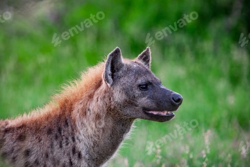 Preview: Spotted Hyena In The Kruger National Park, South Africa