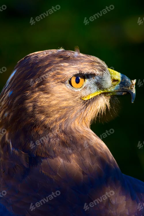 Preview: Bird Of Prey. Portrait Of Buzzard. Green Nature Background.