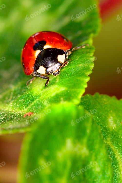 Preview: Cute Lady Bird. Natural Red Background. Ladybug.