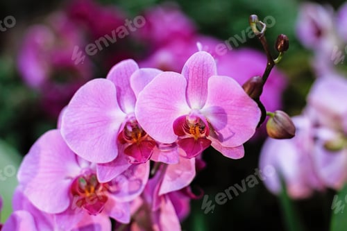 Preview: Flowers. Phalaenopsis Orchids (Moth Orchids). Beautiful Flowers Used As Household Plants.