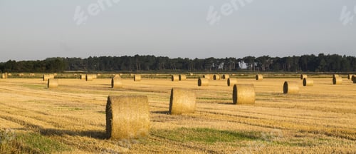 Preview: Straw Rolls In A Field